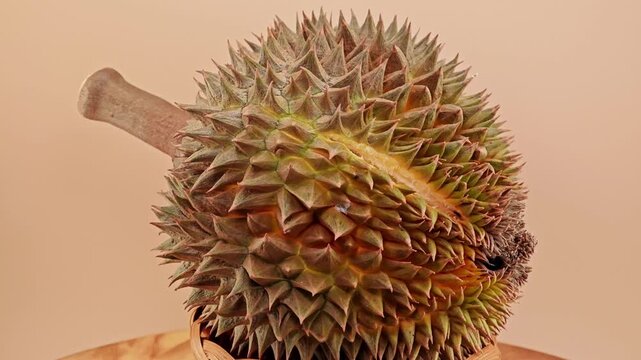 Fresh durian meat, creamy and sweet.