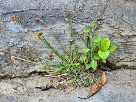 Wild grass and green weeds growing out of crack in concrete wall and ground