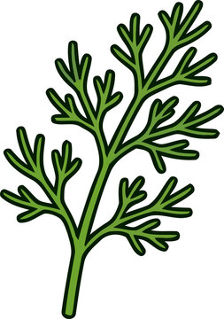 Detailed illustration of a single sprig of vibrant green dill on a white background