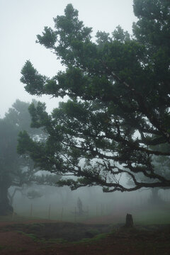Misty Laurisilva forest with ancient laurel trees in Fanal, Madeira, Portugal