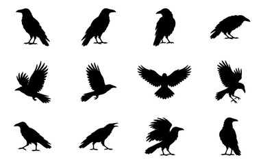 Obraz premium Twelve Crow and Raven Style Bird Silhouettes in Standing and Flying Poses