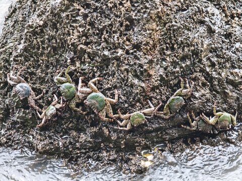 Group of small sea crabs crawling and clinging on rough coastal rocks near water edge