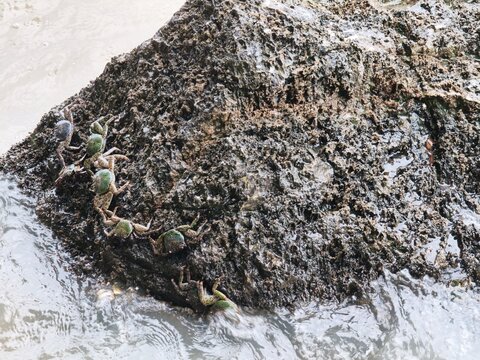Small wild sea crabs clinging on wet coastal rock in splashing sea waves water