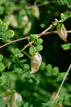 A close up shot of a bladder senna branch with a dried translucent seed pod hanging among green compound leaves - latin name - Colutea arborescens