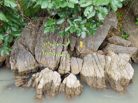 Coastal weathered rock formations emerging from calm water with green tropical shrubs on top