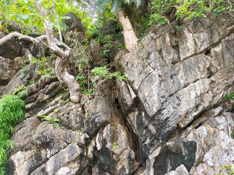 Rough geological limestone rock cliff with green vegetation and wild tree roots growing through cracks