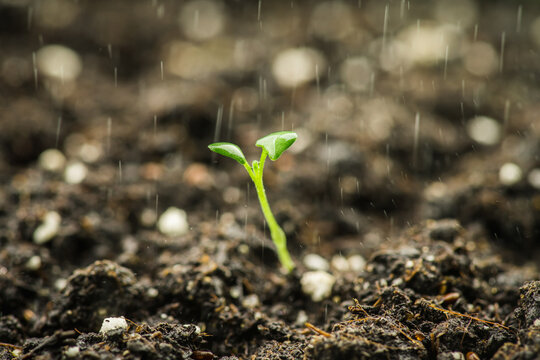 Young sprouts in garden bed in rain. Macro. Shallow depth of field.