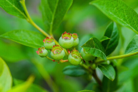 Green unripe blueberry on the plant in summer garden. Selective focus. Shallow depth of field.
