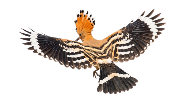 Eurasian Hoopoe Bird In Mid Air Wings Fully Spread.