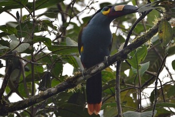Plate-billed mountain toucan perched upright on a mossy branch, Bellavista Cloud Forest Reserve, Ecuador © Christian