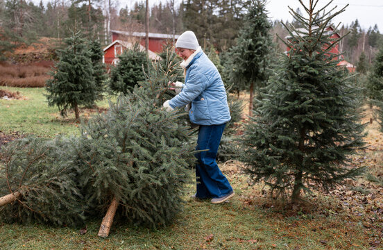 Woman choosing natural Christmas tree at outdoor tree farm during winter holiday season