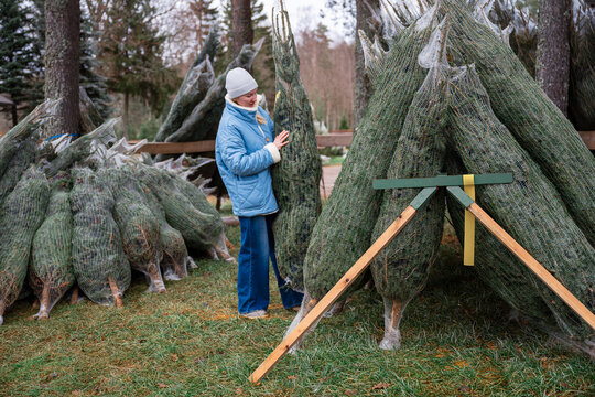 Woman choosing natural Christmas tree at outdoor tree farm during winter holiday season