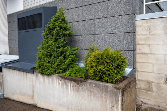 Evergreen shrubs growing in concrete planter beside modern building wall