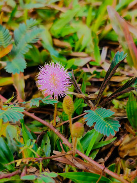 Close-up of pink flower bloom of Mimosa pudica sensitive plant in natural garden background
