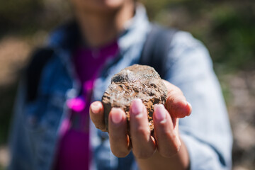 A person holds a fossil specimen discovered in the mountainous region north of Tehran, Iran. Displays possible traces of prehistoric life and highlights the geological significance of the area. © Contentino