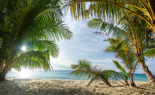 Maldives, Tropical beach view framed by coconut palm trees.