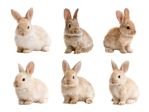Rabbit bunny animal white brown isolated, multiple fluffy companions pose together transparent background, creating gentle