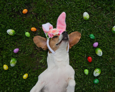 Beagle dog laying on the green grass wearing bunny ears surrounded with coloured easter eggs                       