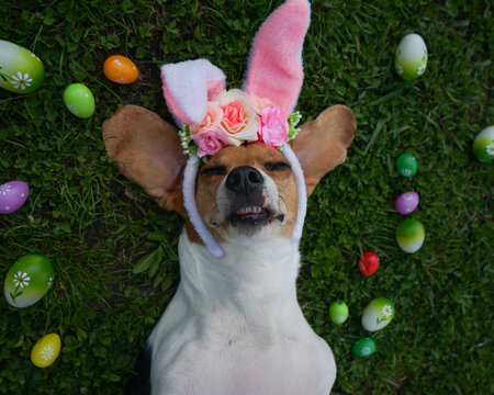 Beagle dog laying on the green grass wearing bunny ears surrounded with coloured easter eggs                       