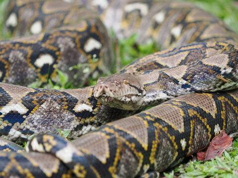 Reticulated python on the grass coiled low to the ground amidst green plants and foliage.
