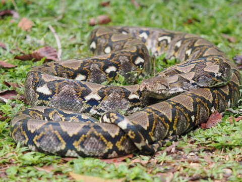 Reticulated python on the grass coiled low to the ground amidst green plants and foliage.
