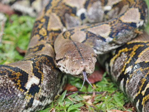 Reticulated python on the grass coiled low to the ground amidst green plants and foliage.
