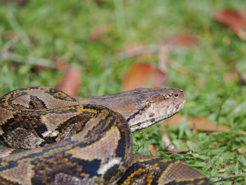 Reticulated python on the grass coiled low to the ground amidst green plants and foliage.
