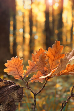 Beautiful autumn forest landscape with fall oak tree leaves on branch, nature background. orange-beige color autumnal foliage, symbol of fall season. Template for design. copy space