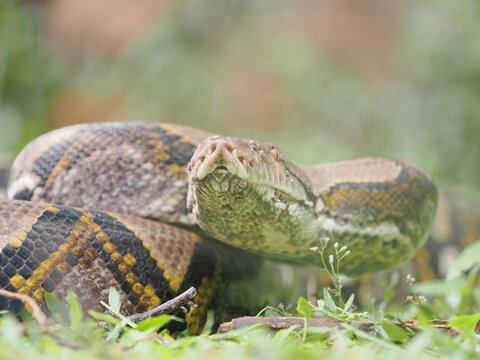 Reticulated python on the grass coiled low to the ground amidst green plants and foliage.
