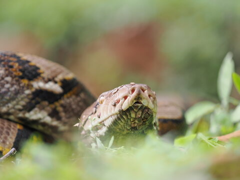 Reticulated python on the grass coiled low to the ground amidst green plants and foliage.
