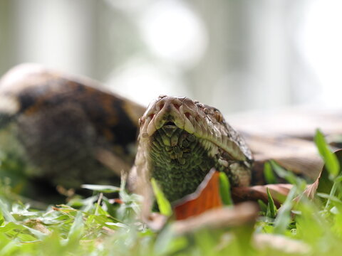 Reticulated python on the grass coiled low to the ground amidst green plants and foliage.
