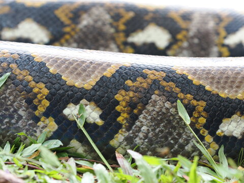 Reticulated python on the grass coiled low to the ground amidst green plants and foliage.
