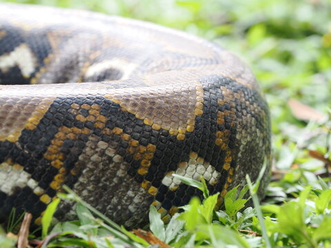 Reticulated python on the grass coiled low to the ground amidst green plants and foliage.

