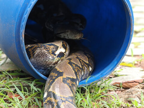 Python slithered inside and coiled up in a blue plastic barrel.