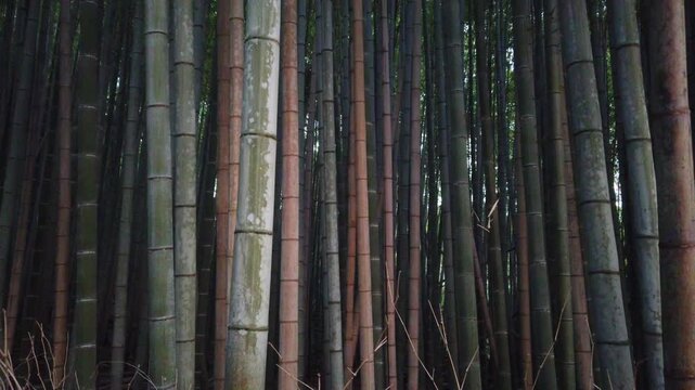 Close Up Dense Bamboo Forest Texture in Arashiyama Kyoto with Tall Natural Stems and Woodland Depth