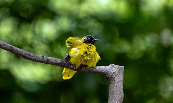Black-headed Bulbul on Sunlit Tree Stump