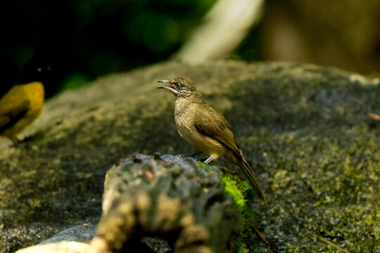 Streak-Eared Bulbul Calling on Mossy Forest Rock