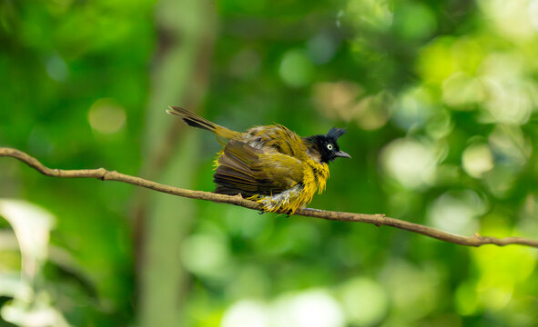 Black-Crested Bulbul Resting on Tropical Forest Branch