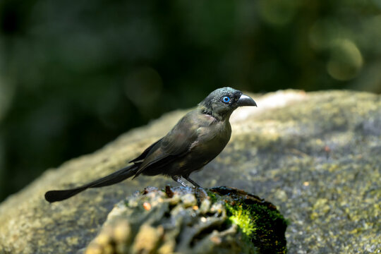 Racket-Tailed Treepie Standing on Mossy Forest Rock
