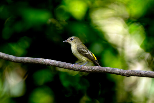 Female Yellow-Rumped Flycatcher Perched in Forest Shade