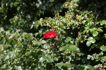 Red rose hip flower and unopened buds among fresh green leaves © Olga