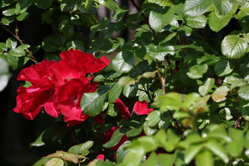 Red rose hip flower blooming in bright summer sunshine © Olga