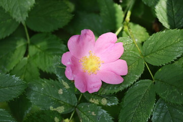 Pink rose hip flower blooming among fresh green leaves © Olga