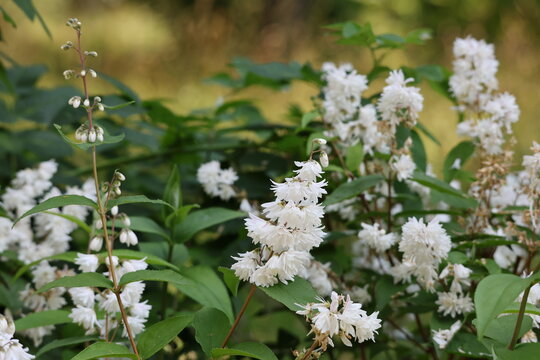 Flowering Fuzzy Deutzia covered with delicate white blossoms, Deutzia scabra