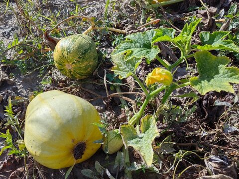 Yellow and green pumpkins growing on the ground among green leaves and vines in a garden setting under bright sunlight