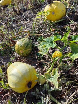Yellow squash and green pumpkin growing in a garden field surrounded by green leaves and dry soil under bright sunlight in a rural agricultural setting