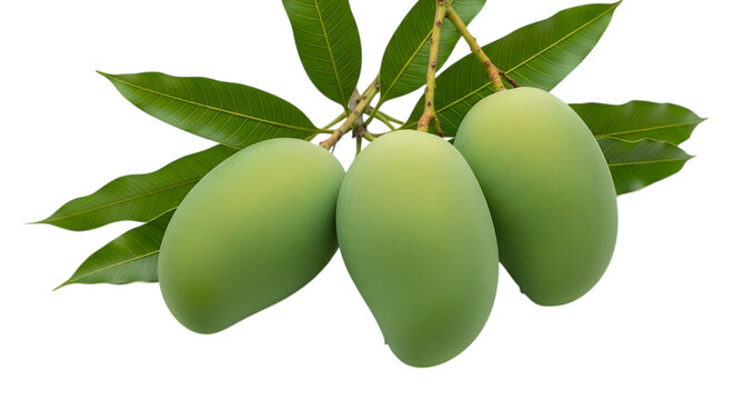 Fresh green mangoes hanging on tree branches isolated on transparent background
