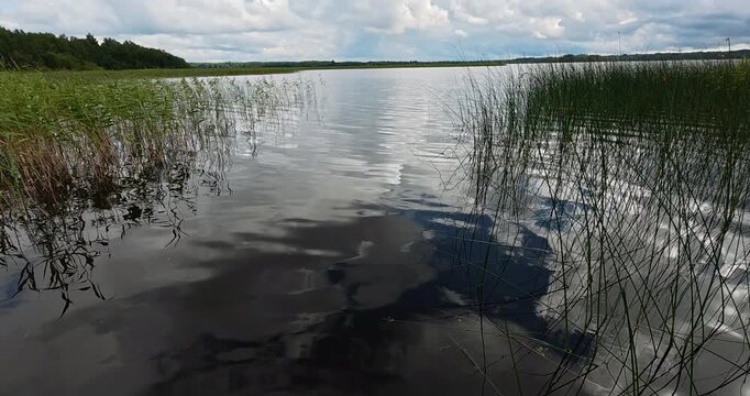 Reeds in the still water of the lake. A quiet landscape: the smooth surface of the lake.