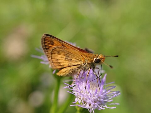 A golden-brown skipper butterfly rests on a purple flower.