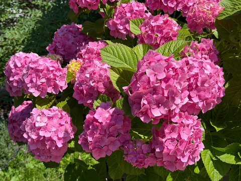 Bigleaf hydrangea bush pink blooms